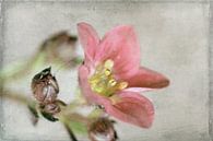 zarte Blüte von Roswitha Lorz Miniaturansicht