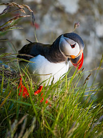 Papageientaucher im Gras von Willemijn Wolthaus