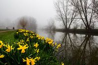 Narcissen tijdens mist langs de Kromme Rijn van Arthur Puls Photography thumbnail