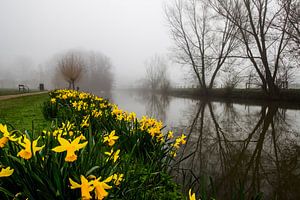 Narcissen tijdens mist langs de Kromme Rijn sur Arthur Puls Photography