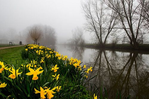 Narcissen tijdens mist langs de Kromme Rijn