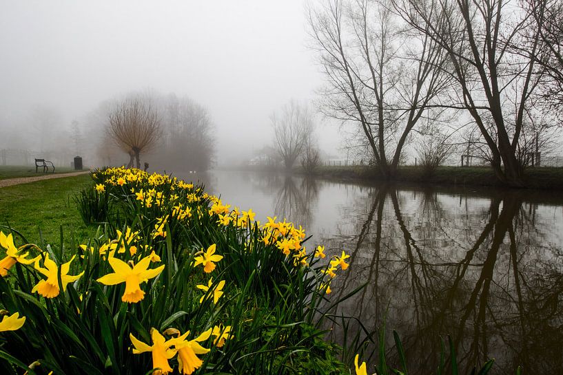 Narcissen tijdens mist langs de Kromme Rijn van Arthur Puls Photography