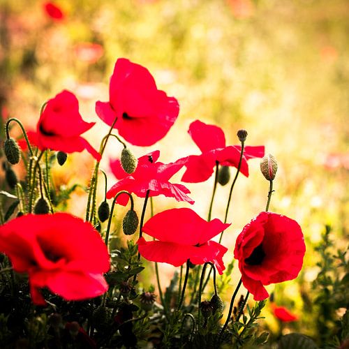 Projekt Noonlight – Poppies #2