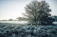 Winterträume von Loris Photography Miniaturansicht