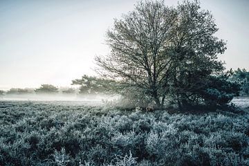 Winter dromen van Joris Pannemans - Loris Photography