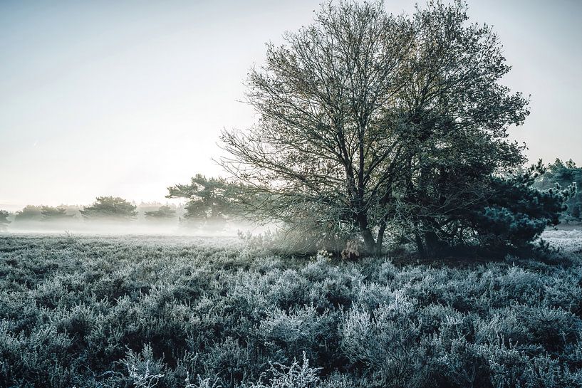 Winterträume von Loris Photography