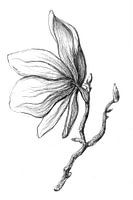Pfingstrose