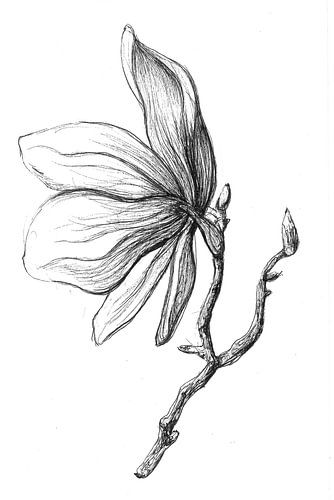Pivoine sur Blad&Beeld