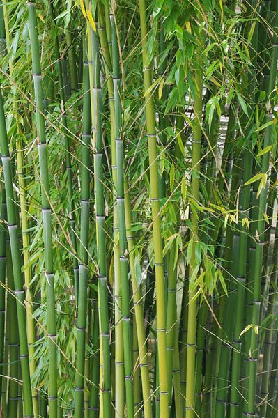 Bambus par Gabi Siebenhühner