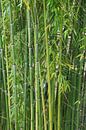 Bambus von Gabi Siebenhühner Miniaturansicht