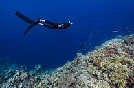 Freediver boven  het zadel van Blue Hole bij Dahab van Eric van Riet Paap thumbnail