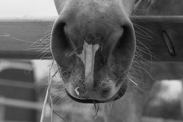 Le nez velouté du cheval Haflinger sur Jessalyn Nugteren