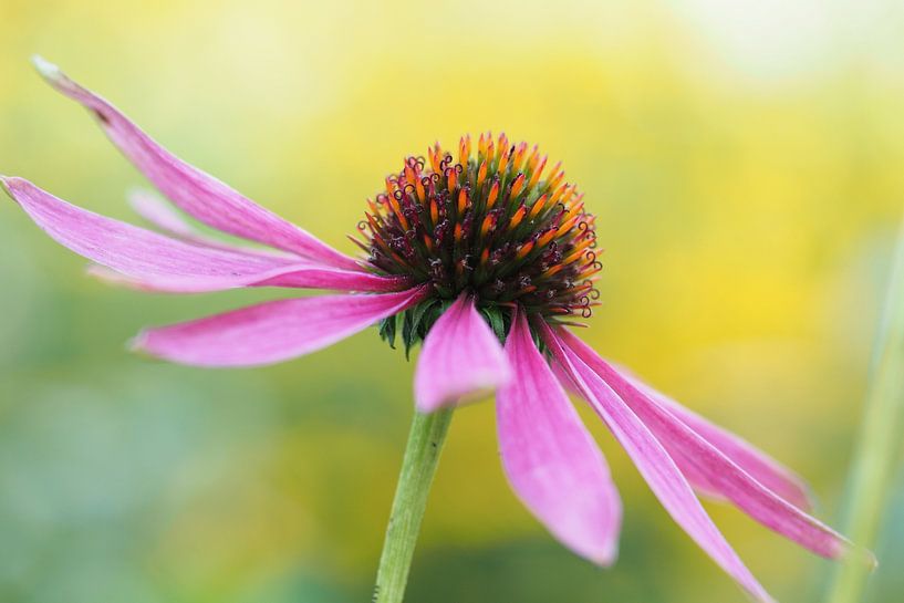Purple coneflower by Astrid Brouwers
