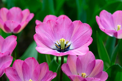 Violette tulpen in lentegroen