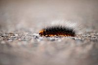 Chenille de grand ours