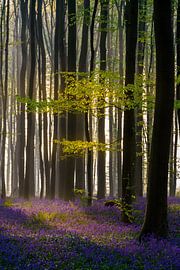 Fleeing light by Steven Driesen