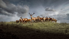 Red Deer in Scottish Highlands by The White Rabbit