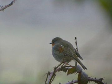Rotkehlchen von Fotonatuurlijk