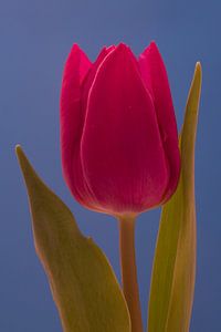 Rode tulp sur Saskia Bon