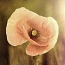 pink poppy by Yvonne Blokland thumbnail