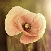 rosa Mohnblume