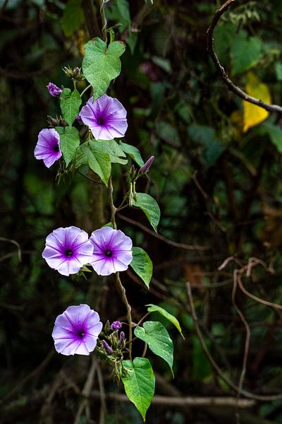 Plante suspendue violette par Sascha Bakker