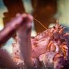 Close up of a king crab by Barbara Koppe
