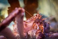 Close up van een koningskrab