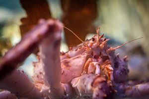 Gros plan sur un crabe royal