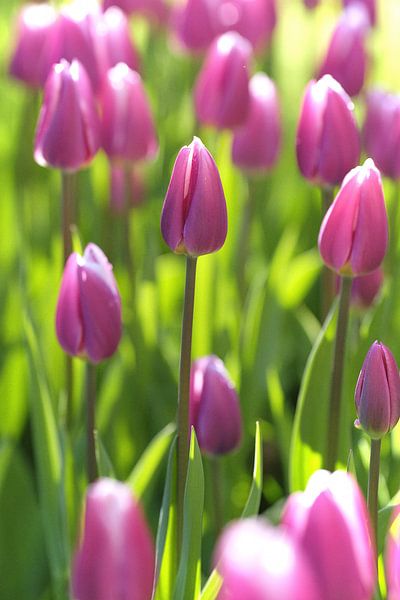 Tulpen im schönen frischen Morgenlicht. von Karel Ham