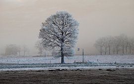 koude eenzaamheid von Wim Dubbelman