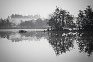 Blauwe reiger