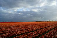 Tulpen von Michel van Kooten Miniaturansicht