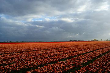 Tulpen by Michel van Kooten