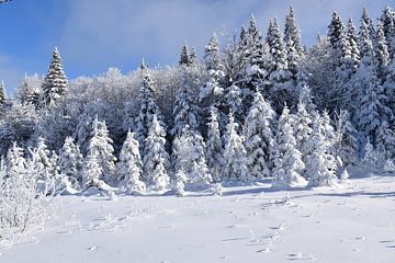 A forest after the storm by Claude Laprise