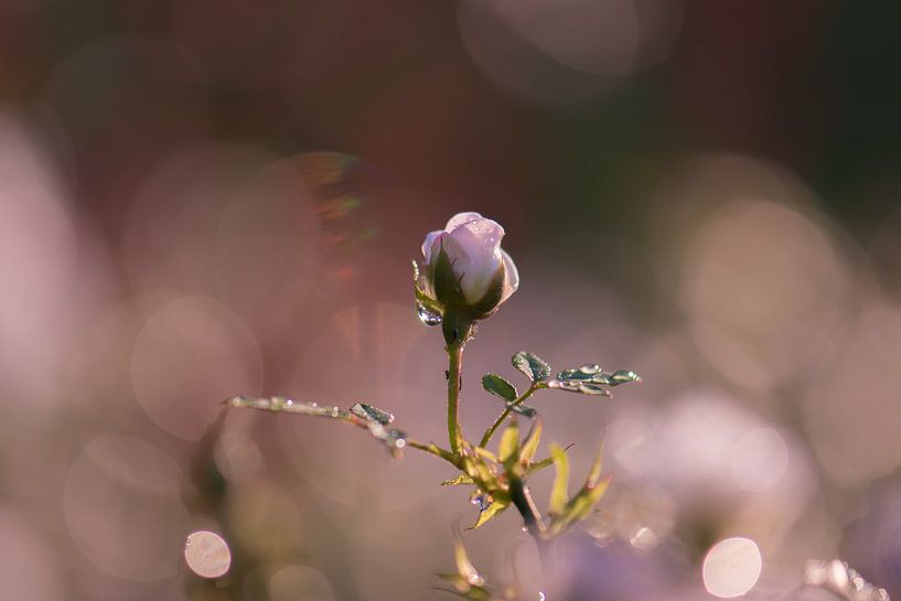rose naissante par Tania Perneel