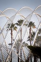 Palms