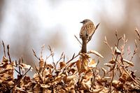 Heggenmus in natuurlijk habitat
