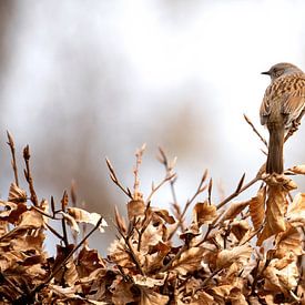 Heggenmus in natuurlijk habitat van Eva Bos