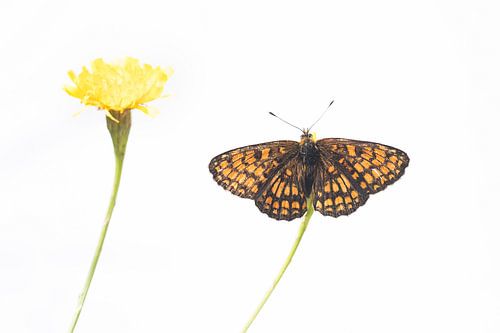 De bosparelmoervlinder