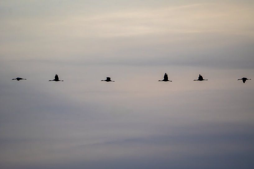 Migration des grues par Signatuur Fotografie