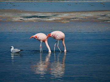 flamingo's in Chili van Eline Oostingh