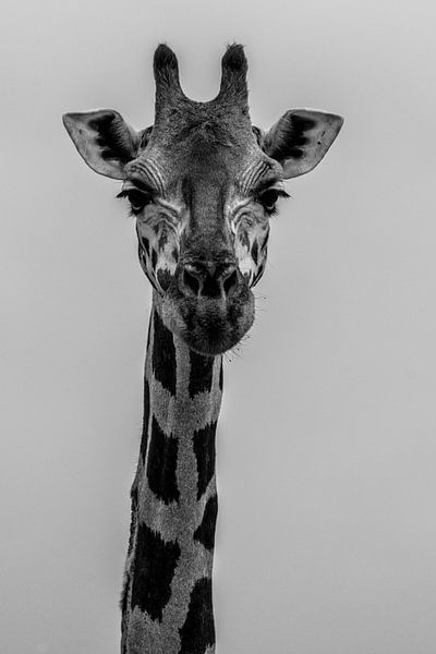 Black and white portrait of a giraffe by Adri Vollenhouw