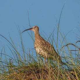 Wulp in de duinen van Terschelling van Karen de Geus