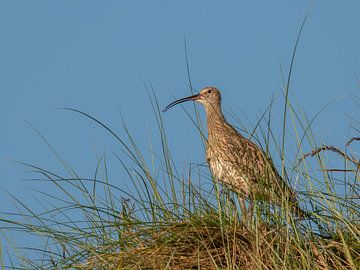 Wulp in de duinen van Terschelling van Karen de Geus
