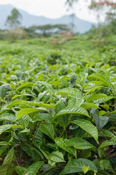 Thee plantage Java van Richard Wareham
