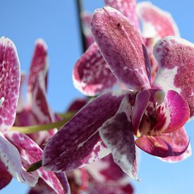 Orchidee 1 von Carina Diehl
