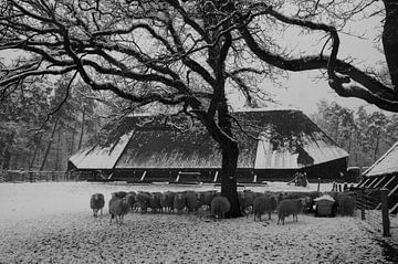 Schapen in winters landschap van Anouk Noordhuizen