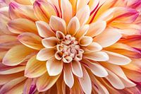 Dahlia in pictures