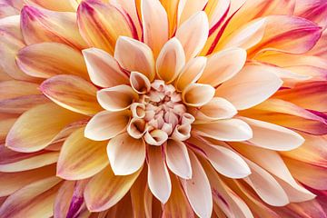 Dahlia in beeld van Micha van de Weerd